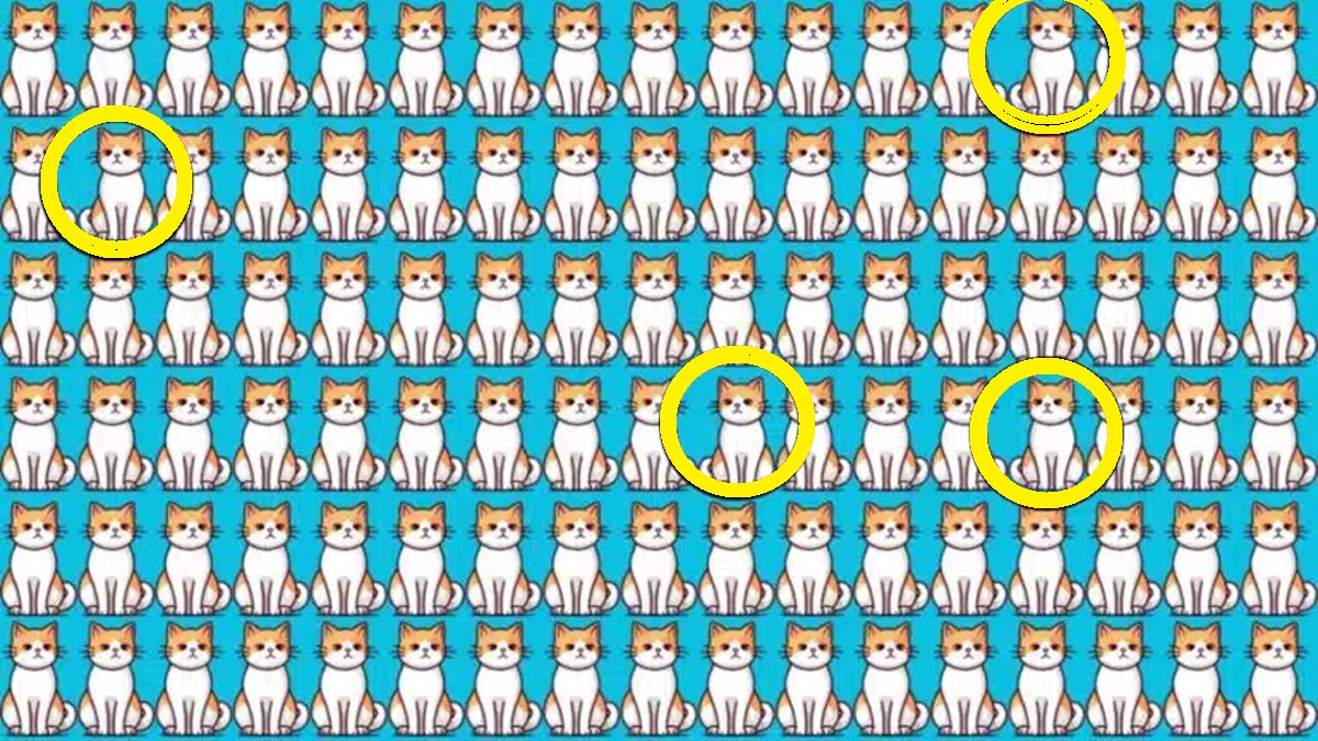 Solução da Imagem com uma série de gatos desenhados em estilo cartoon, todos sentados em frente a um fundo azul. A imagem é composta por várias fileiras de gatos com um padrão repetitivo, criando um desafio visual.