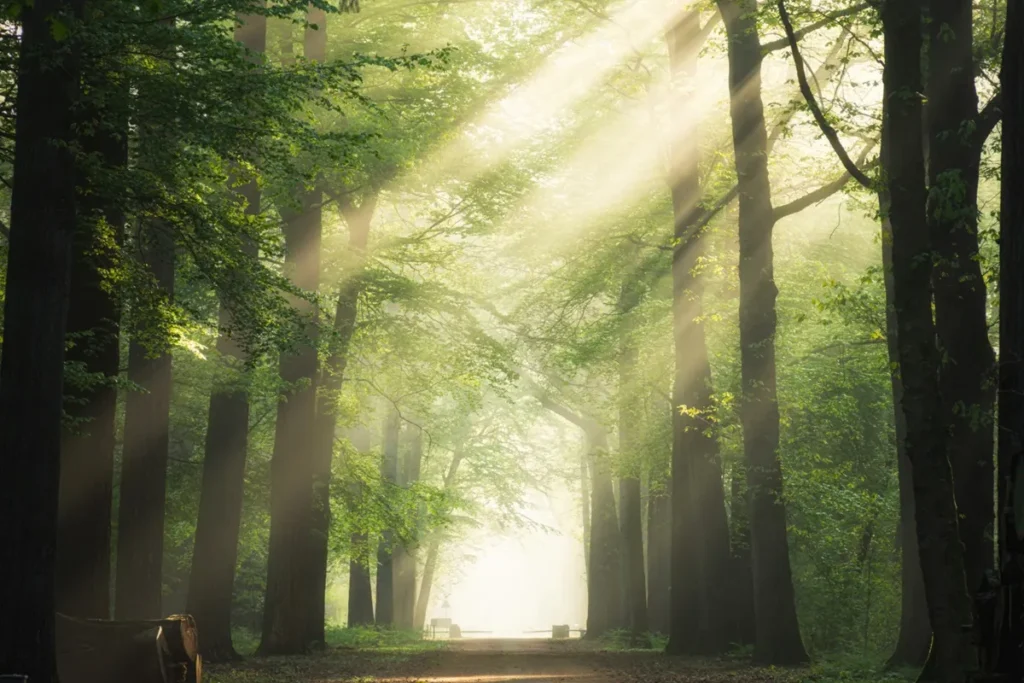 Caminho iluminado por raios de sol entre árvores em uma floresta, simbolizando o conceito de coletivo de plantas.