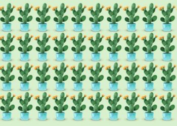 Teste de QI visual com várias plantas de cacto, onde um erro deve ser encontrado entre as imagens.