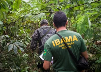 Agentes do IBAMA em ação de fiscalização na floresta.