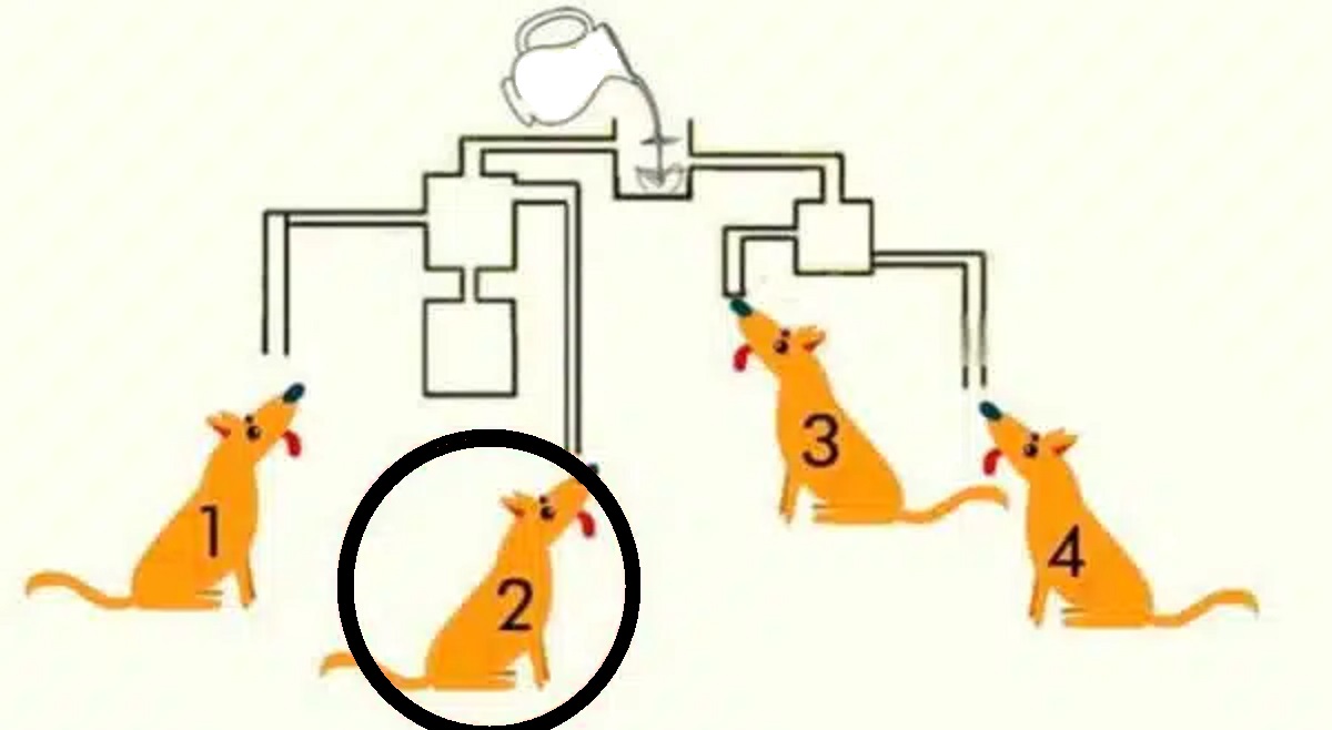 Solução do desafio visual mostrando quatro cães e um fluxograma com leite, questionando qual cão vai beber primeiro.