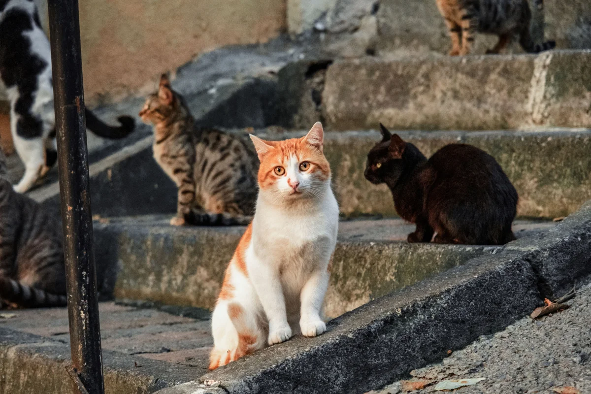 Gatos em escada, um felino laranja e branco em primeiro plano, com outros gatos ao fundo.