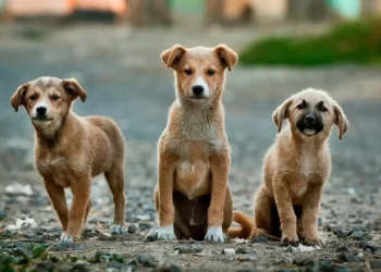 Coletivo de cães