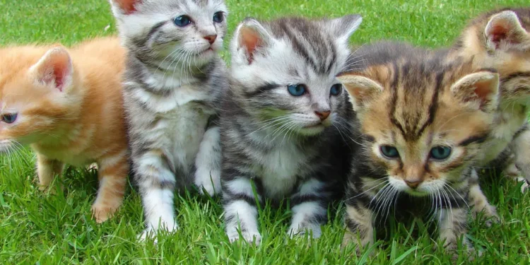 Cinco gatinhos brincando em um gramado, com pelagens em cores variadas.