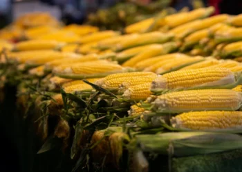 Feixes de milho frescos expostos em mercado, com espigas bem formadas e folhas verdes.