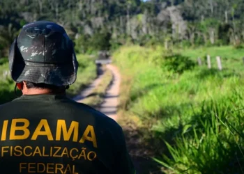 Fiscalização do Ibama em área de preservação ambiental.