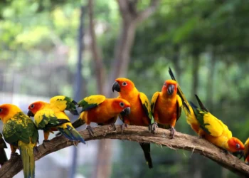 Grupo colorido de araras em um galho, com penas vibrantes nas cores laranja, verde e amarelo, em um ambiente natural.