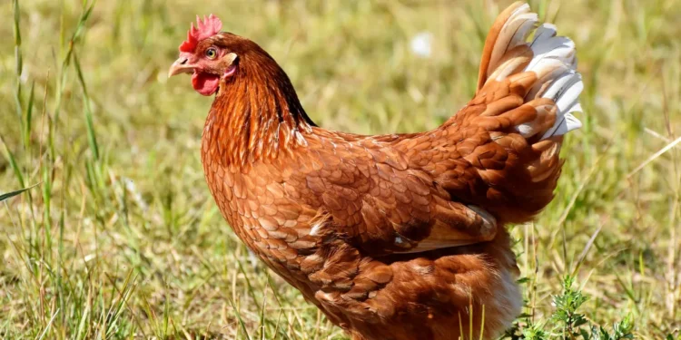 Galinha marrom caminhando na grama, com penas brilhantes sob luz solar.