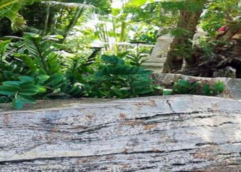 desafio visual encontre a borboleta camuflada capa