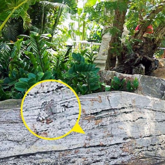 Solução do desafio visual com borboleta camuflada entre folhas e troncos em um jardim natural