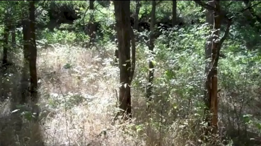 Imagem de mata fechada com árvores, arbustos e vegetação densa em luz natural, cenário para desafio visual.