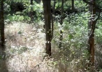 Imagem de mata fechada com árvores, arbustos e vegetação densa em luz natural, cenário para desafio visual.