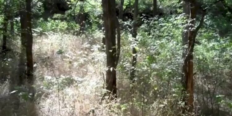 Imagem de mata fechada com árvores, arbustos e vegetação densa em luz natural, cenário para desafio visual.