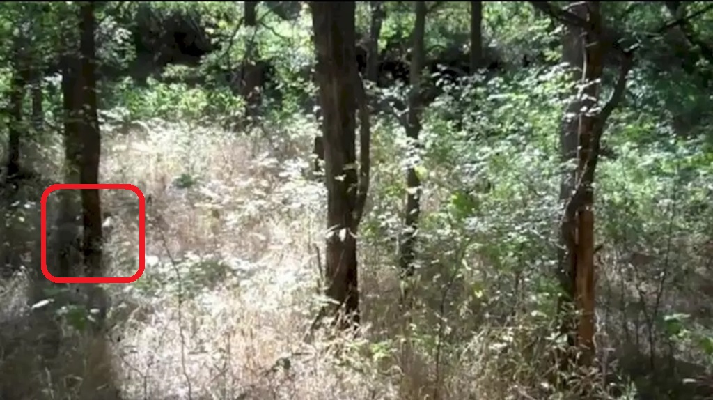 Imagem de mata fechada com árvores, arbustos e vegetação densa em luz natural, cenário para desafio visual. Solução!