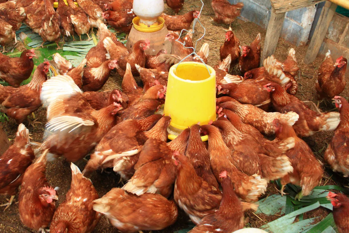 Várias galinhas se alimentando em torno de um comedouro amarelo, em um galinheiro.