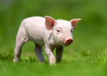 Leitão recém-nascido caminhando na grama verde durante a primavera