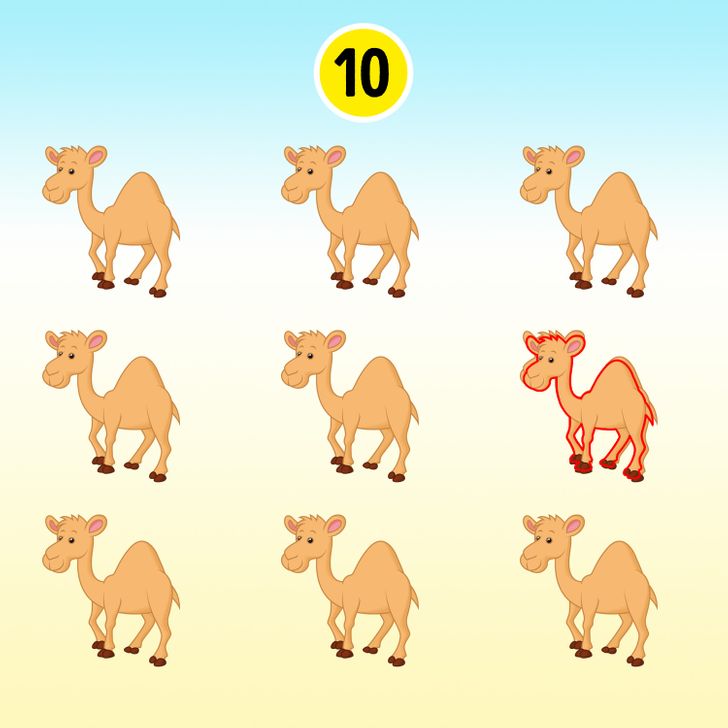 Desafio visual com nove camelos ilustrados, com pequenas diferenças entre eles