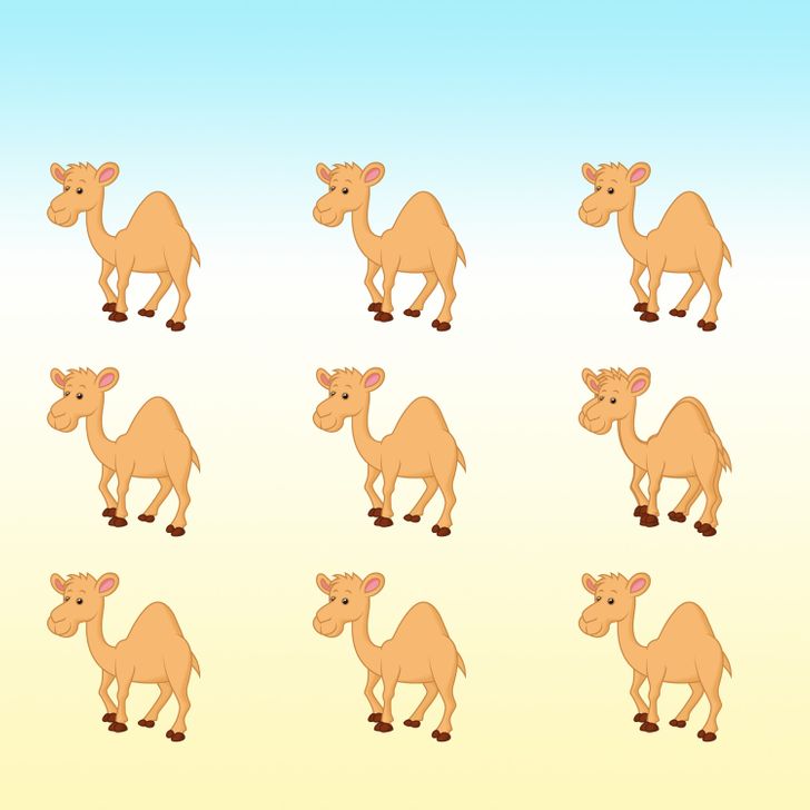 Desafio visual com nove camelos ilustrados, com pequenas diferenças entre eles