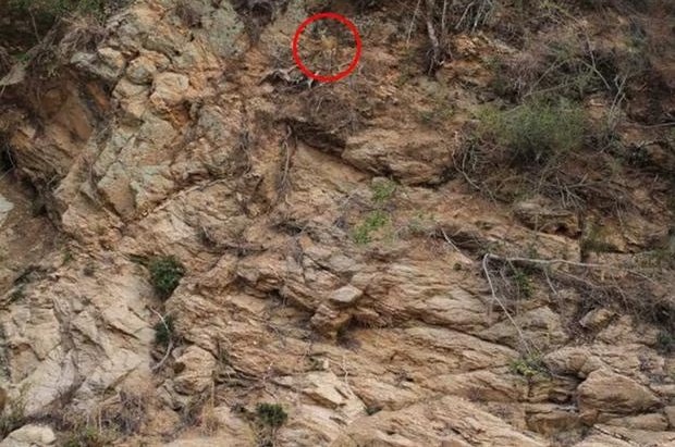 Solução do teste de QI com imagem de uma formação rochosa com vegetação esparsa, onde um cervo está camuflado
