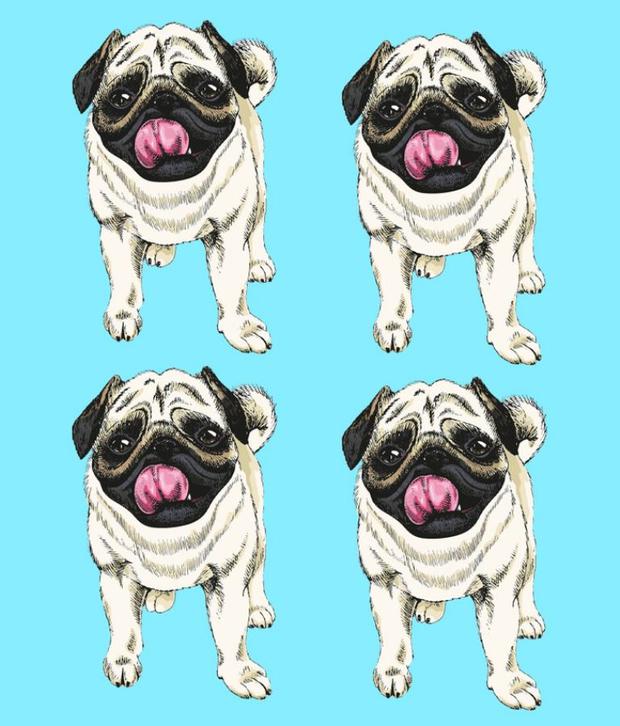 Ilustração de quatro cães pugs idênticos sobre fundo azul em desafio visual