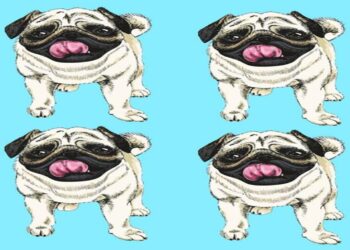 Ilustração de quatro cães pugs idênticos sobre fundo azul em desafio visual