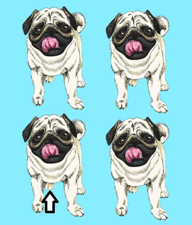 Ilustração de quatro cães pugs idênticos sobre fundo azul em desafio visual