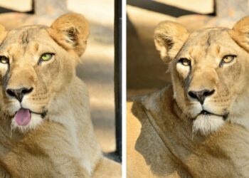 Desafio visual com duas leoas deitadas lado a lado, uma com língua de fora e outra com expressão séria.