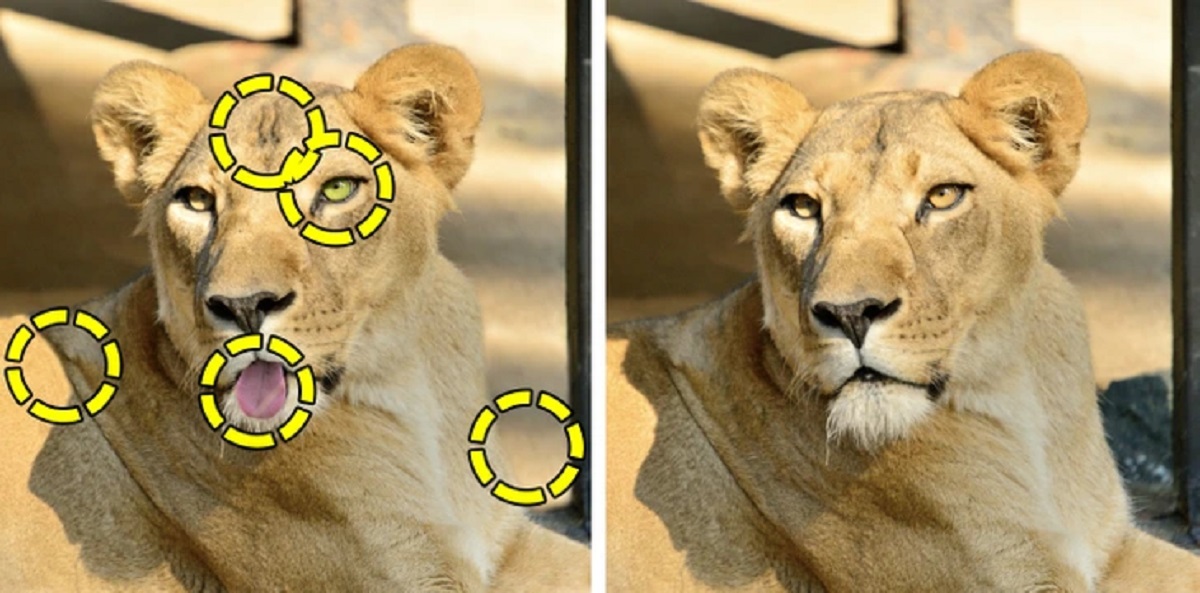 Desafio visual com duas leoas deitadas lado a lado, uma com língua de fora e outra com expressão séria.