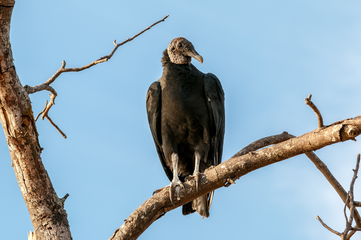 Feminino de urubu Urubu-preto (Coragyps atratus) empoleirado em galho de árvore seca, plumagem negra e cabeça rugosa contra céu azul